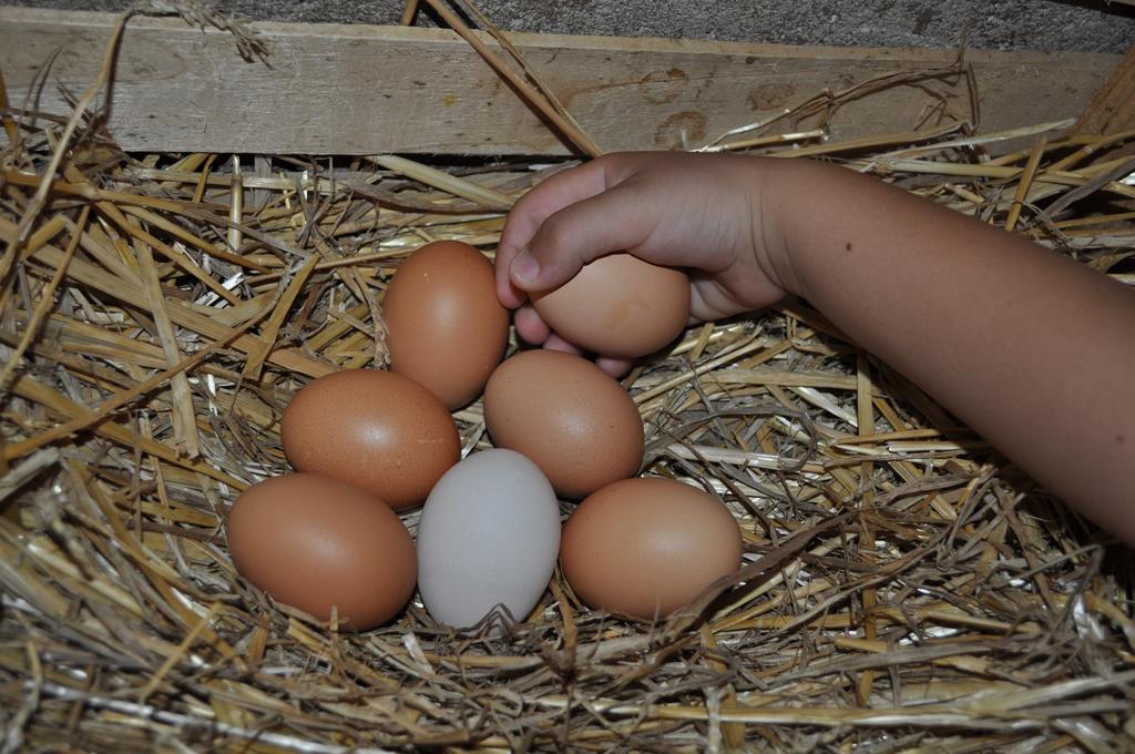 Farm Stay Il Carro Del Colle Collevalenza Zewnętrze zdjęcie