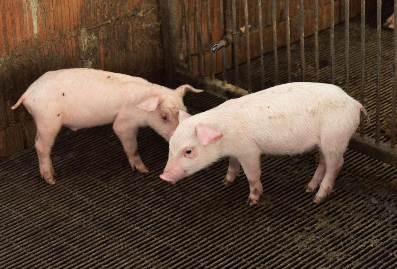 Farm Stay Il Carro Del Colle Collevalenza Zewnętrze zdjęcie