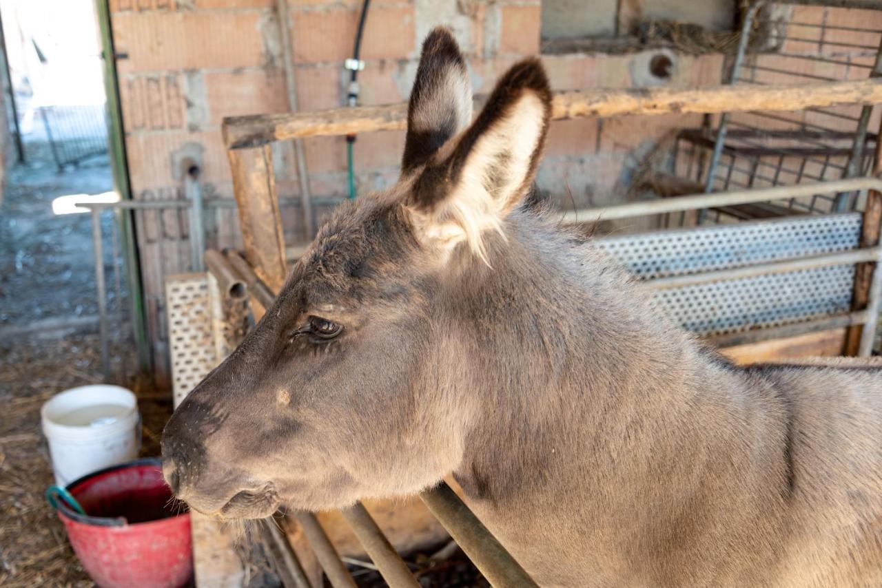 Farm Stay Il Carro Del Colle Collevalenza Zewnętrze zdjęcie